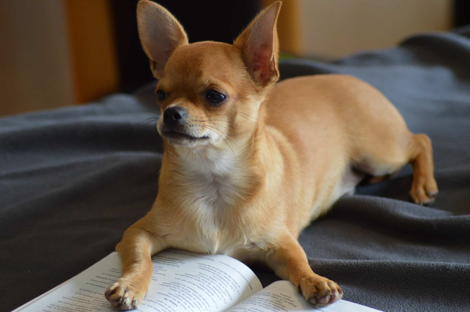 chihuahua offering editorial services