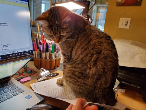 brown-striped cat sitting on a manuscript